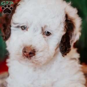 Bruce, Mini Bernedoodle Puppy